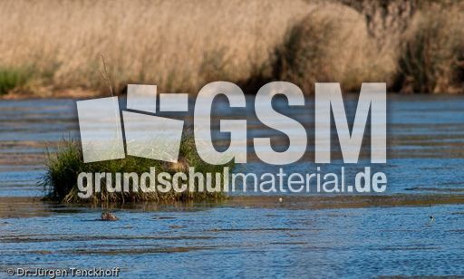 Nutria (2 von 25).jpg